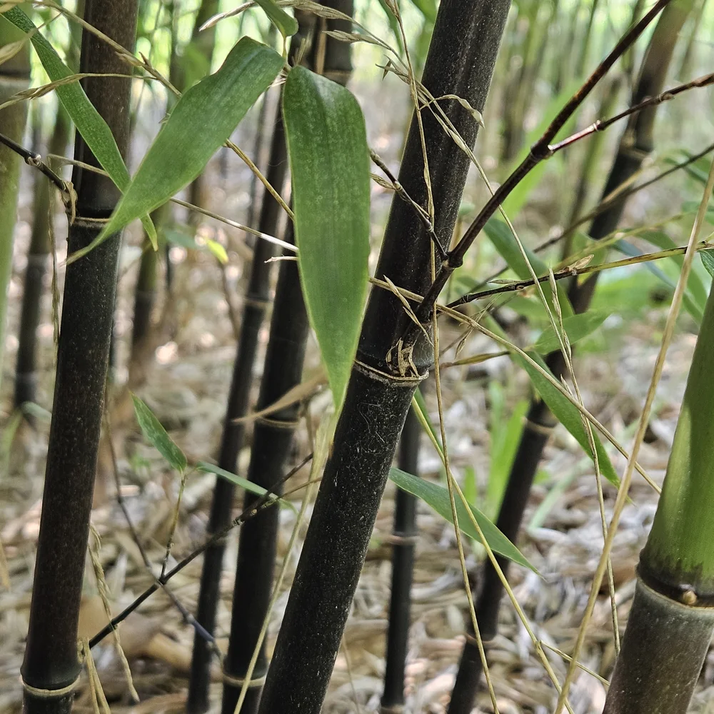 Black Bamboo stalks