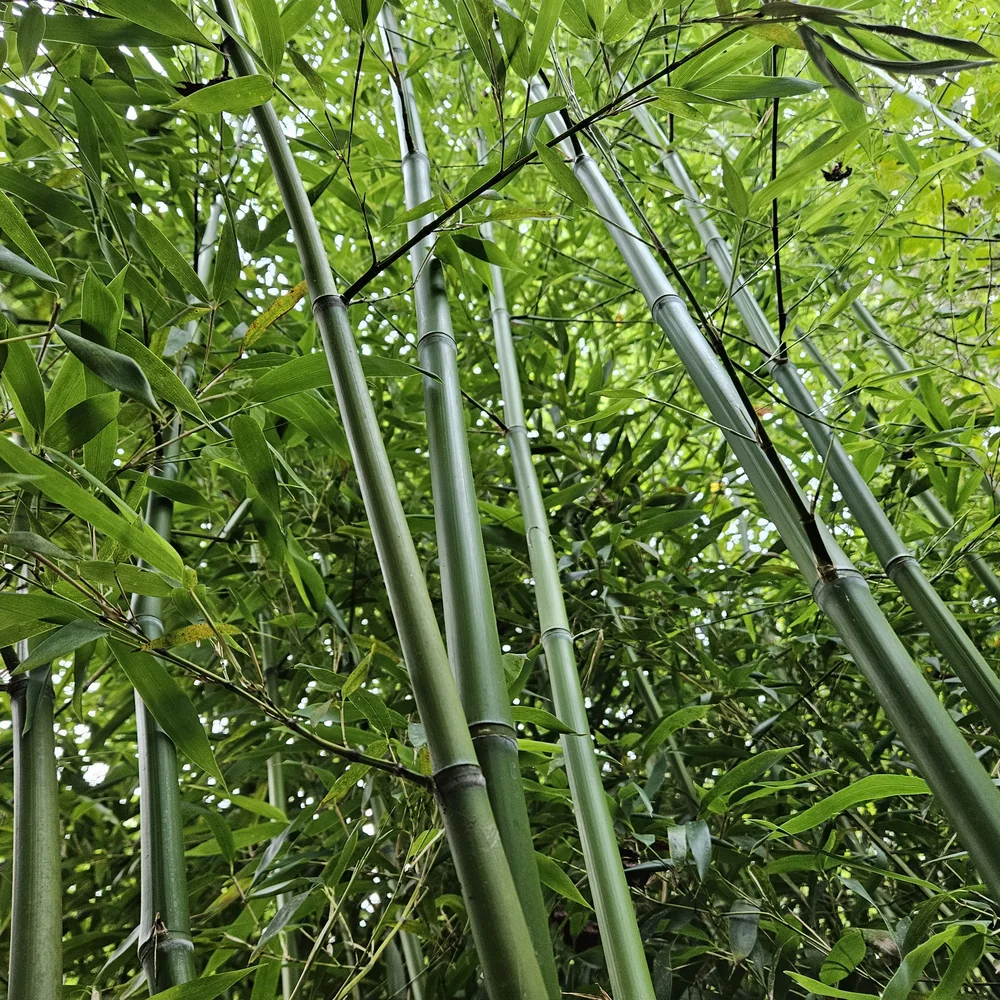 Madake Bamboo grove